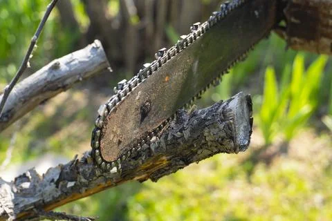 Man Cutting Tree Branch with Chainsaw in Garden Foto stock
