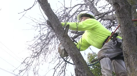 Man cutting tree branch Stock Footage 57673086
