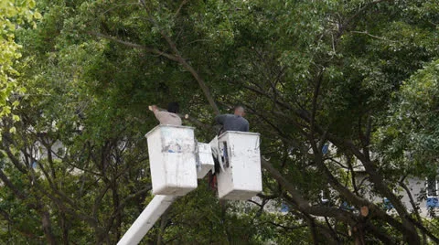 Man cutting tree branch slow motion 1 Stock Footage 24079342