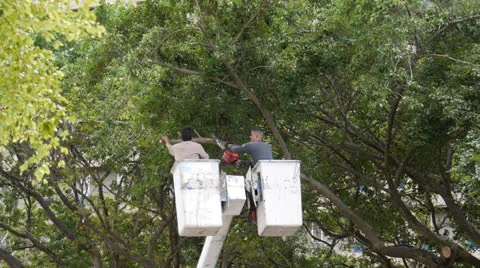 Man cutting tree branch slow motion 2 Stock Footage 24084213
