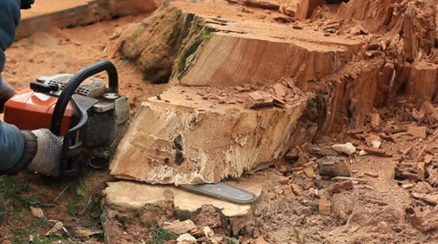 Man cutting tree with chainsaw Stock Footage 36900597