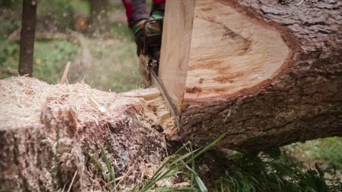 A man cutting tree closeup in forest with a chainsaw. A man cuts down a 库存影片 336569886