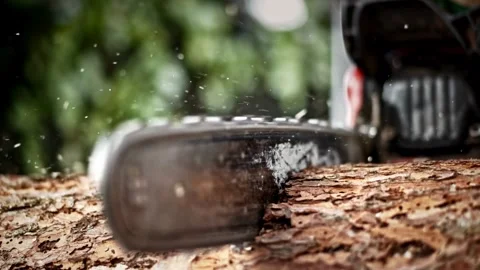 A man cutting tree closeup in forest with a chainsaw. A man cuts down a 库存影片 336570240