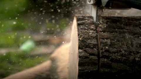 A man cutting tree closeup in forest with a chainsaw. A man cuts down a Stock-Footage 336570493