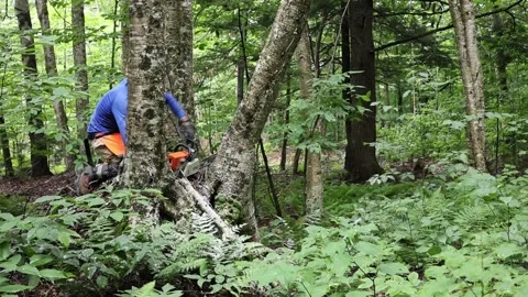 Man cutting tree down with chainsaw in the summer in the woods Stock Footage 341815531