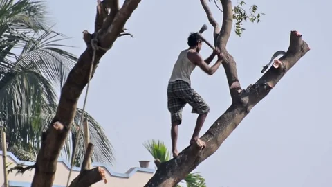 Man cutting a tree Stock Footage 73151307