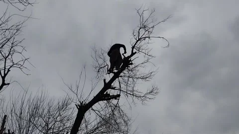 Man cutting a Tree Stock-Footage 268855742
