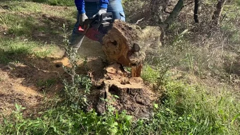 A man cutting tree in forest with a chainsaw Stock Footage 232614629