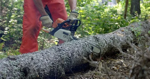 Man cutting a tree into logs with chainsaw in the woods - lumberjack Stock Footage 113947970