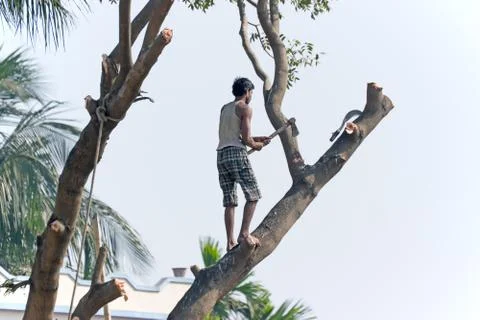 Man cutting a tree Foto stock