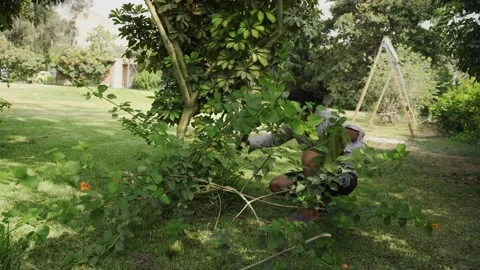 A man cutting a tree of thorns with a machete in a country house in the day in Stock Footage 170017901