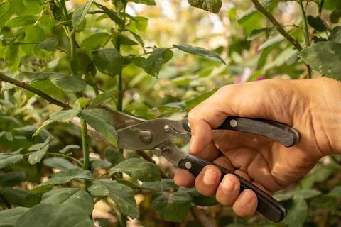 Man cutting a tree with tree scissors Stock Photos