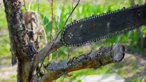 Man Cutting Tree Trunk with Chainsaw Outdoors Stock Footage 334308014