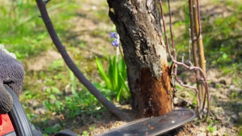 Man Cutting Tree Trunk with Chainsaw Outdoors Stock Footage 334308508