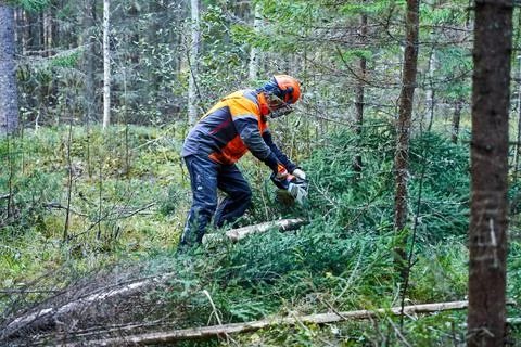 A man cutting a tree using a chainsaw in the woods Foto stock