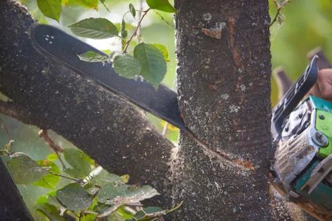 Man cutting trees using an electric chainsaw and professional tools Stock Photos