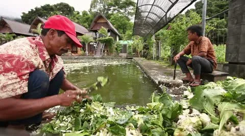 Man cutting vegetables for fish feed Stock Footage 10914214