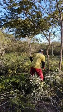 Man Cutting Vegetation In Forest With Machete Foto stock