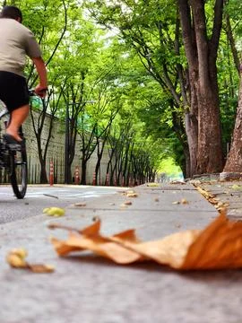 A Man Cycling Down a Tree-Lined Street Stock Photos