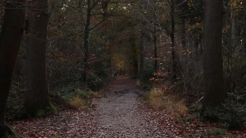 Man Cycling In A Forest Alone Stock Footage 222117598