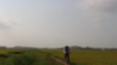 Man cycling on rice fields - focus shift Stock Footage 52375880