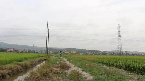Man cycling on rice fields Video stock 52373861