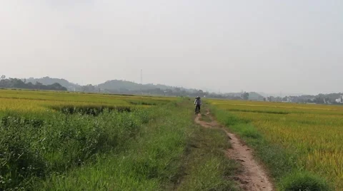 Man cycling on rice fields Stock Footage 52374417