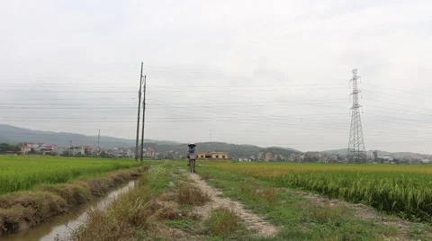 Man cycling on rice fields Stock-Footage 52375302
