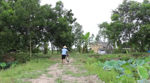 Man cycling on rice fields Stock Footage 52375317