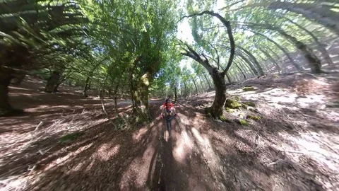 A man cyclist rides fast on a climb in the woods, vr360 effect Stock Footage 113055666