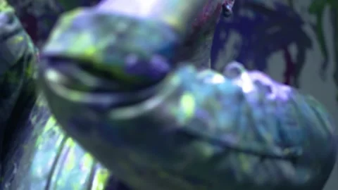 A man dancing around covered in colored paint. surreal art videos. Stock Footage 255352632