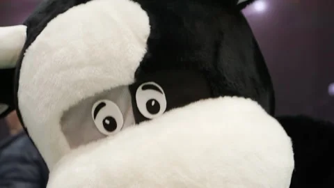 A man is dancing in a cow costume. Stock Footage 156504643