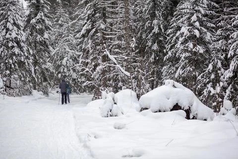 A man in a dark jacket walks through a snowy forest in winter. Stock Photos
