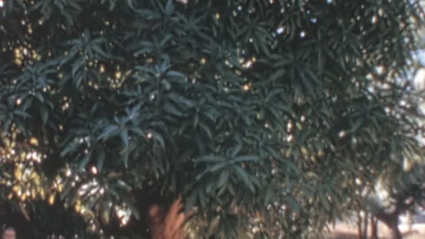 Man In Dark Suit Touches Draped Mango Tree In Sunny Park Australia 1960s Stock Footage 341336896