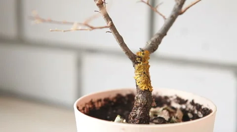 Man decorates bonsai in a pot Stock Footage 60422804