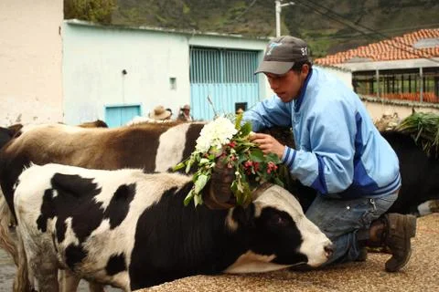 Man Decorating Cow Stockfoto's