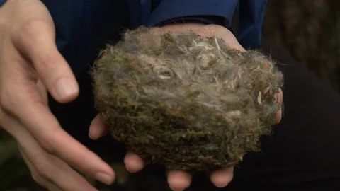 Man demonstrating bird's nest Stock Footage 100172643