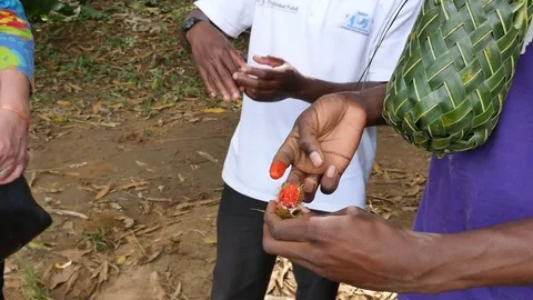 A man demonstrating the colouring of annatto. Stock Footage 82007662