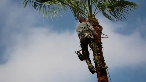 A man descends from a palm tree using specialized tree-climbing equipment. Stock Footage 265620423