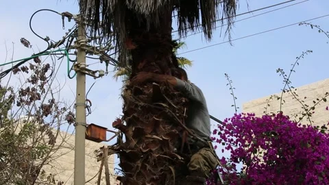A man descends from a palm tree using specialized tree-climbing equipment. A wor Stock Footage 265646085