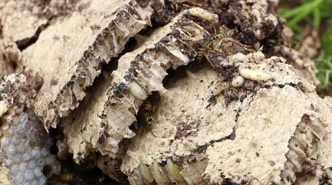 Man is destroying wasps' nest 스톡 동영상 43068223