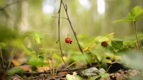 The man did not notice and crushed a lone strawberry in the forest. Macro vid Stock Footage 140483334