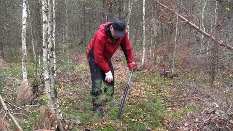 Man dig out with shovel tree seedling in forest to pick up and transplant. Stock Footage 83498812