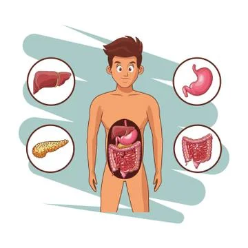 Man digestive system Stock Illustration