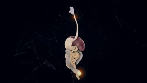 Man Digestive System v1 4k Video stock 145839609