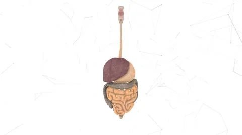 Man Digestive System V2 isolated in white background Stock Illustration