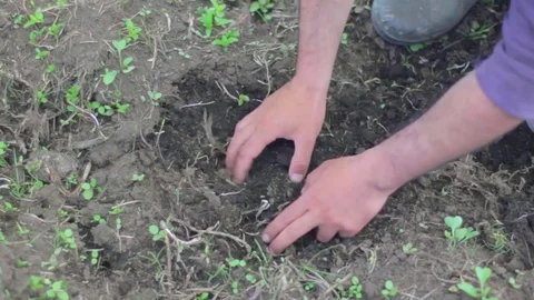 Man digging in the earth and taking a potato covered in dirt Vidéo 75165001