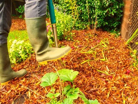 Man digging flowerbed to prepare the ground for new plants in the warm warm.. 写真素材