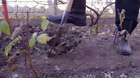 Man Digging The Garden Closeup Stock Footage 165197396