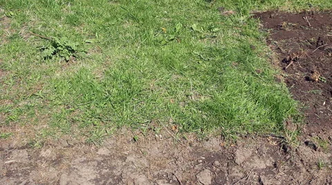 Man digging garden removing grass turf to bare earth timelapse  Video stock 67589186